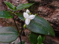 Tradescantia fluminensis 4, Vaderplant, Saxifraga-Ed Stikvoort